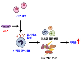 세균 감염시 감염 부위로 이동해온 호중구가 만들어내는 미세환경에 의해 선구세포로부터 줄기세포 항원 Sca-1을 발현하는 새로운 비정상 면역세포가 형성되는 것을 규명해 냈다. 이러한 비정상 면역세포가 과도한 면역반응을 일으켜 조직을 손상시키고 치사율을 높이게 된다.