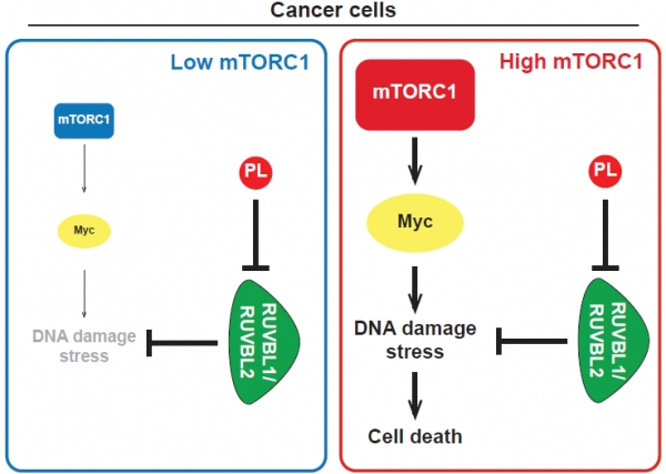 mTOR complex 1(mTORC1)의 활성이 낮은 세포에서는 DNA 손상으로 인한 스트레스가 낮아서 RUVBL1/2-TTT에 대한 의존도가 낮으며, 이런 경우에는 RUVBL1/2-TTT를 억제하는 파이퍼롱구민(PL)이 있어도 세포의 생존에 미치는 영향이 적다. 하지만 mTORC1의 활성이 높은 암세포에서는 DNA 손상 스트레스가 높기 때문에 파이퍼롱구민(PL)이 RUVBL1/2-TTT를 억제하면 암세포가 DNA 손상 스트레스를 감당하지 못해 죽게 된다.