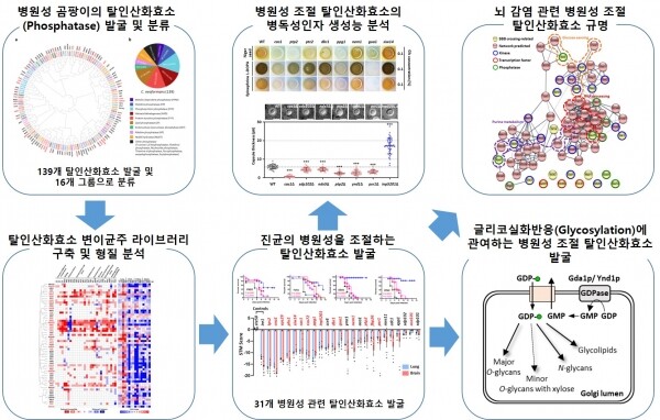 뇌수막염 유발 병원성 곰팡이의 탈인산화효소 변이균주 라이브러리 제조 및 기능 분석 연구 (그림: 연세대 제공)