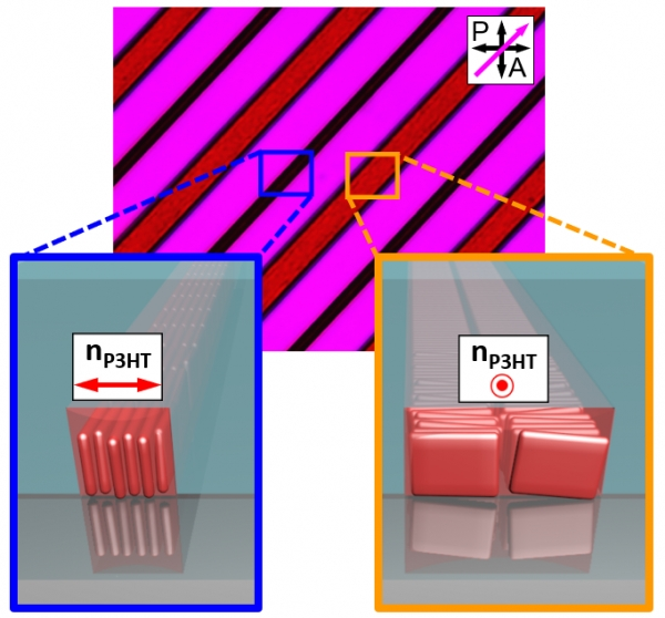 편광 현미경 관찰을 통해 관찰한 5마이크로미터 및 10마이크로미터 채널 폭에 따른 고분자 집합체가 서로 수직인 배향을 나타내고 있다. 사진·사진설명=KAIST 윤동기 교수