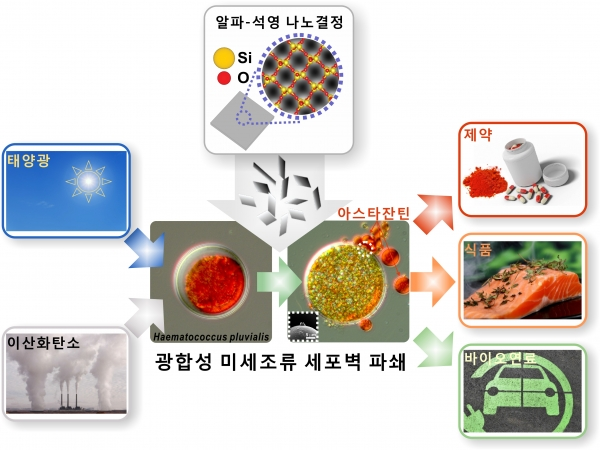 2차원 나노판 형태의 초박형 알파-석영 나노결정 입자의 나노면도날 기능을 이용해 광합성 미세조류 세포벽 파쇄를 유도하는 저에너지, 고효율 유용물질 추출 및 회수 바이오리파이너리 공정의 모식도. 사진=부산대 정성욱·오유관 교수 연구팀 제공