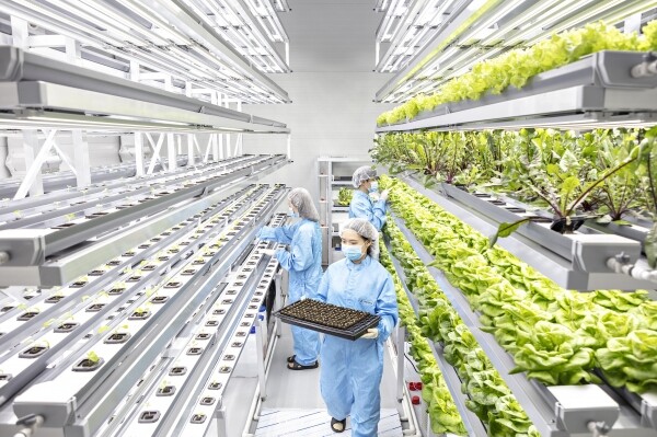 연암대 학생들이 스마트팜 수직농장에서 실습을 하고 있다. 사진=연암대 제공