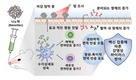 이충성 선문대 교수 등이 개발한 백신(나노백·NanoVac)의 접종이 지닌 효과적인 면역반응 유도를 통한 감염성 바이러스 방어 전략. 자료=선문대 제공