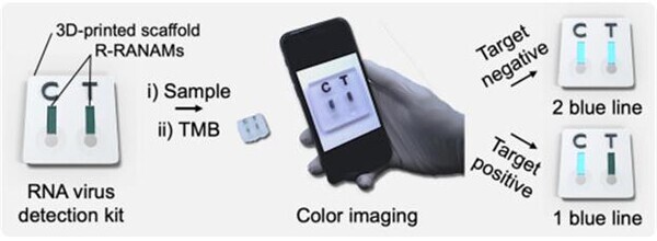 코로나바이러스 특이적 단백질을 탐지해 스마트폰으로 감염 여부를 확인할 수 있는 키트. 자료=서울시립대 제공