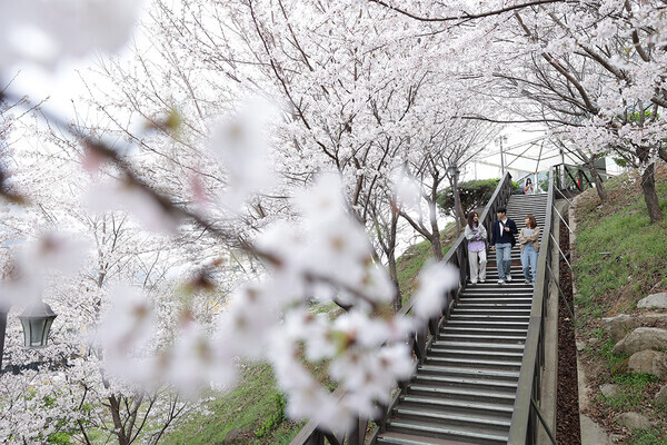 31일 벚꽃으로 물든 인제대 캠퍼스에서 학생들이 대화를 하며 교정을 활보하고 있다. 사진=인제대 제공