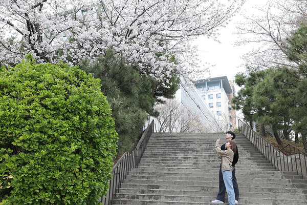 31일 벚꽃으로 물든 인제대 캠퍼스에서 학생들이 사진을 찍으며 여유를 즐기고 있다. 사진=인제대 제공