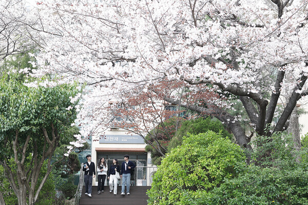 31일 벚꽃으로 물든 인제대 캠퍼스에서 학생들이 대화를 하며 교정을 활보하고 있다. 사진=인제대 제공