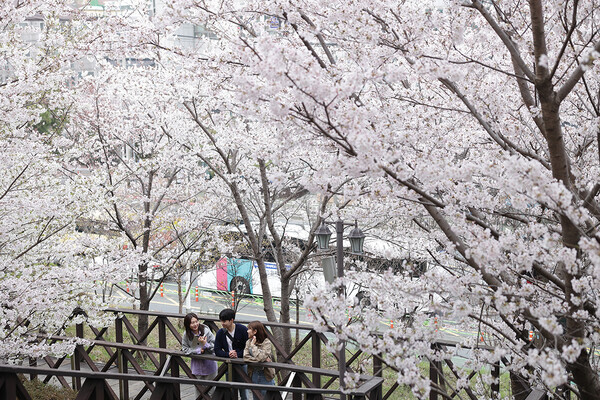31일 벚꽃으로 물든 인제대 캠퍼스에서 학생들이 사진을 찍으며 여유를 즐기고 있다. 사진=인제대 제공