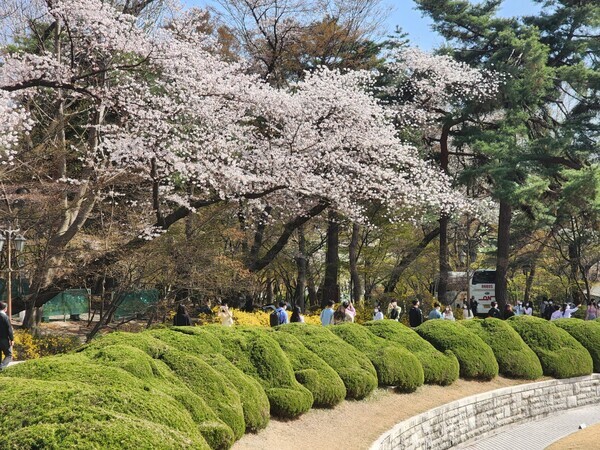지난 8일 경희대 학생들이 벚꽂이 활짝핀 교정을 거닐고 있다. 사진=백두산 기자