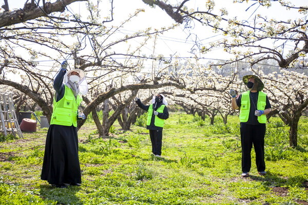 선문대 학생들이 16일 아산 배 재배 농가에서 화접 봉사를 하고 있다. 사진=선문대 제공