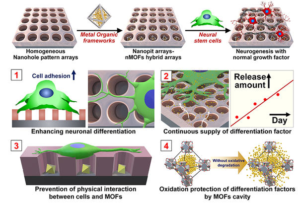 줄기세포 자동 분화 플랫폼 SMENA 설명 그래픽. 자료=중앙대 제공