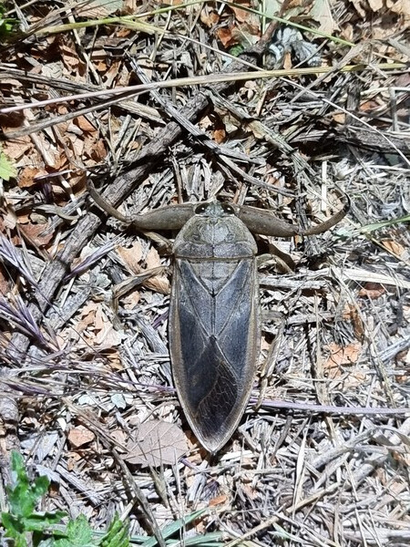 덕적도에서 발견된 물장군. 사진= 인천대 제공