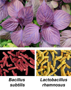 차즈기(위)와 차즈기 발효균주(아래). 사진=아주대 제공