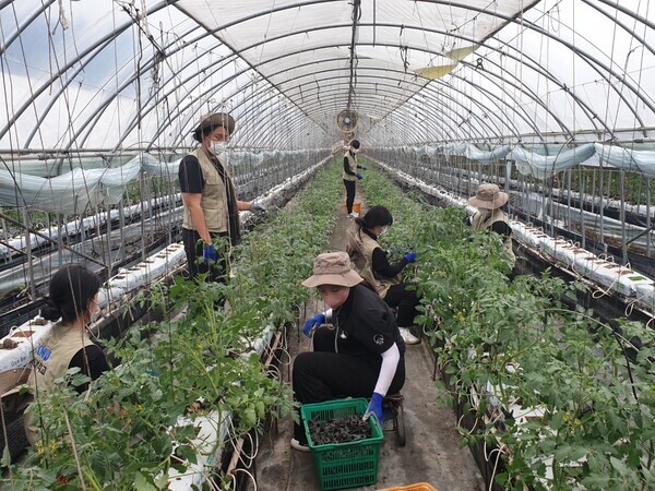 강원대 제55대 ‘대로’ 총학생회와 교직원들이 '농촌일손돕기 자원봉사'를 하고 있다. 사진=강원대 제공