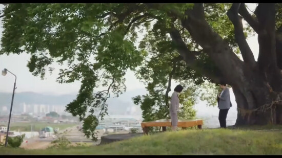 ‘이상한 변호사 우영우’에 등장한 경남 창원 팽나무.