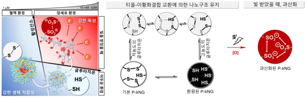 산화-환원 반응에 따른 나노젤(P-IrNG)의 구조 변화 모식도.