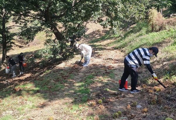 공주대 학생과 교직원 20여 명이 21일과 29일 공주시 웅진동 알밤 농가를 찾아 알밤 줍기 봉사활동을 했다.